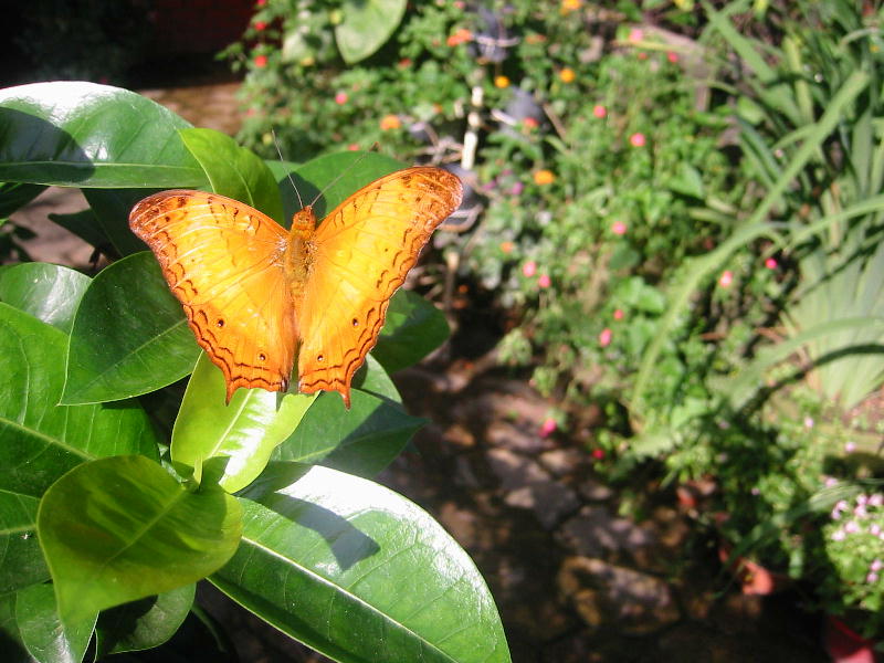 Butterfly garden (Kuala Lumpur, Malaysia).JPG