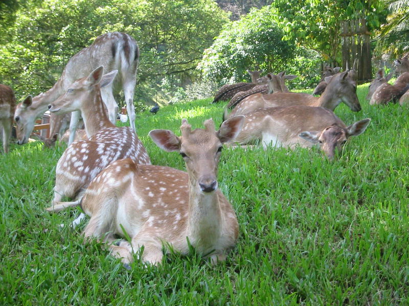 Deerpark (Kuala Lumpur, Malaysia).JPG