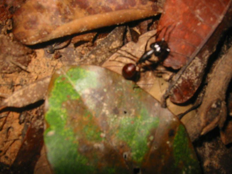 Giant ant (Taman Negara, Malaysia).JPG