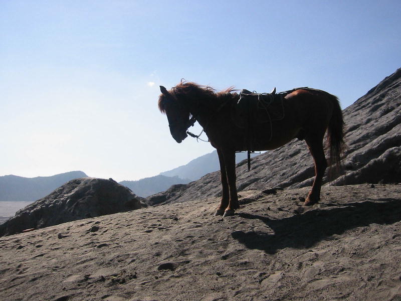Horse under volcano (Gunung Bromo, Java).JPG
