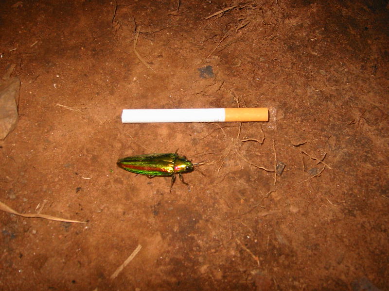 Little smoker (Thailand).JPG
