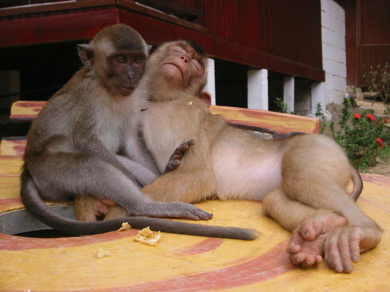 Macaques (Perhentian Islands, Malaysia).JPG