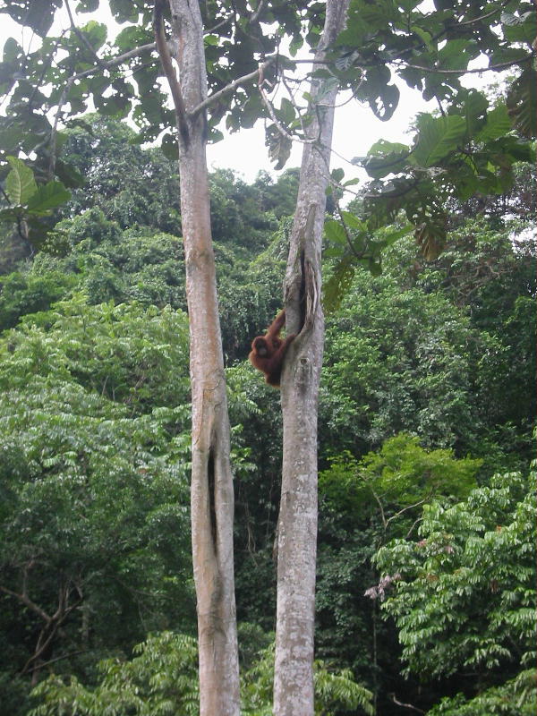 Orangutans (Bukit Lawang, Sumatra).JPG