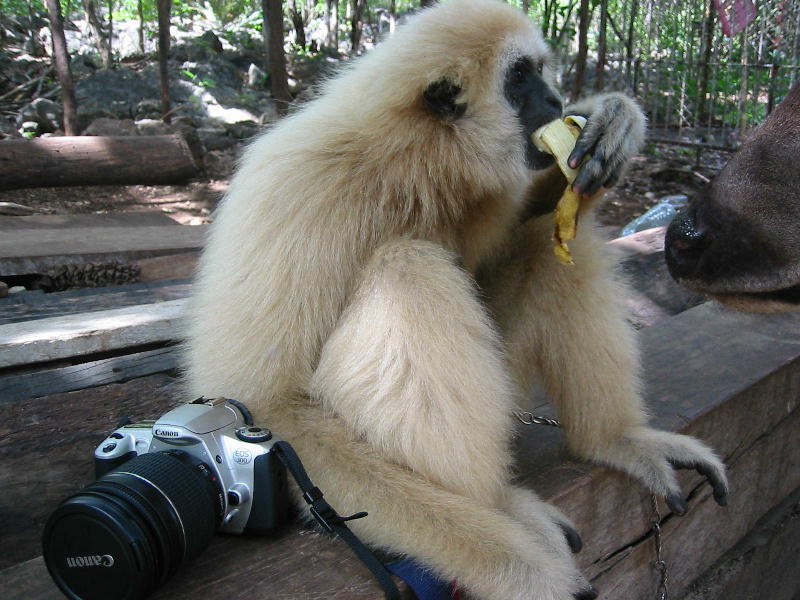 Photographer (Kanchanaburi, Thailand).JPG