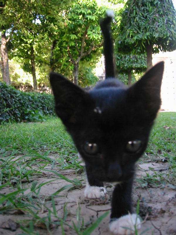 Pussycat giant (Lopburi, Thailand).JPG