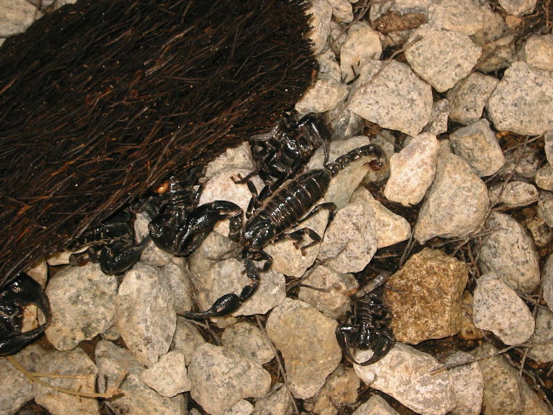 Scorpions (Cameron Highlands, Malaysia).JPG