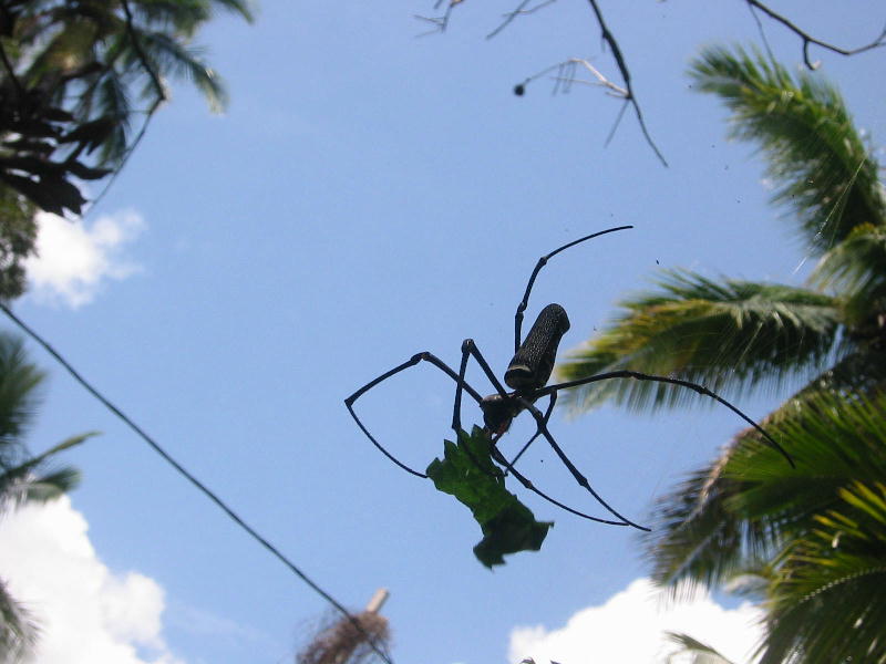 The spider (Bukittinggi, Sumatra).JPG