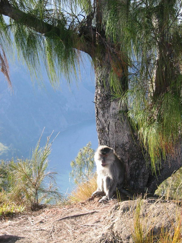 Thief (Gunung Rinjani, Lombok).JPG