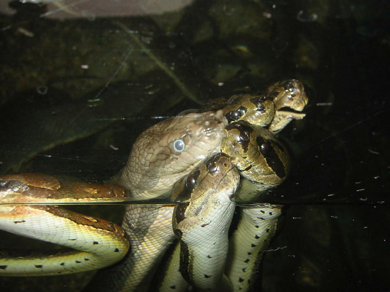 Watersnakes (Bangkok, Thailand).JPG