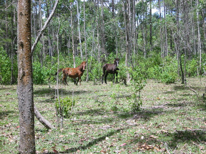 Wild horses  Lake Toba  Sumatra  JPG