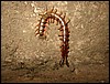 Danger worm (Moni, Flores).JPG