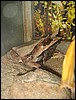 Evil frog (Kuala Lumpur, Malaysia).JPG