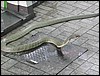 King cobra (Bangkok, Thailand).JPG