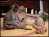 Macaques (Perhentian Islands, Malaysia).JPG