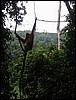 Orangutan (Bukit Lawang, Sumatra).JPG