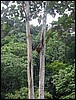 Orangutans (Bukit Lawang, Sumatra).JPG