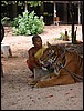 Temple of the Tiger (Kanchanaburi, Thailand).JPG