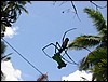 The spider (Bukittinggi, Sumatra).JPG