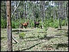 Wild horses (Lake Toba, Sumatra).JPG