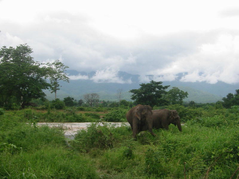 Elephants (Pai).JPG