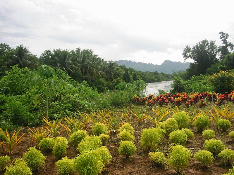 Kwai shore (Kanchanaburi).JPG