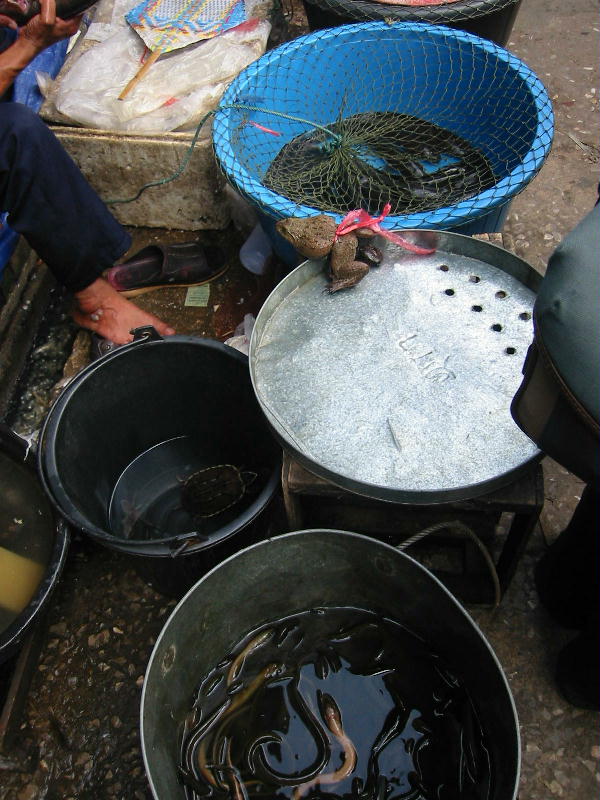 Market - snakes & frogs (Mae Sot).JPG