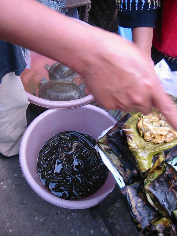 Market - snakes & turtles (Mae Sot).JPG