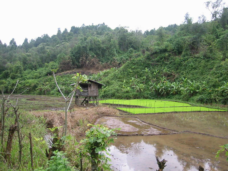 Rice fields (Mae Aw).JPG