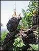 Hill jungle wat (Mae Sot).JPG