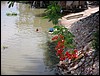 Morning wash (Lopburi).JPG