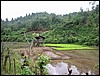 Rice fields (Mae Aw).JPG